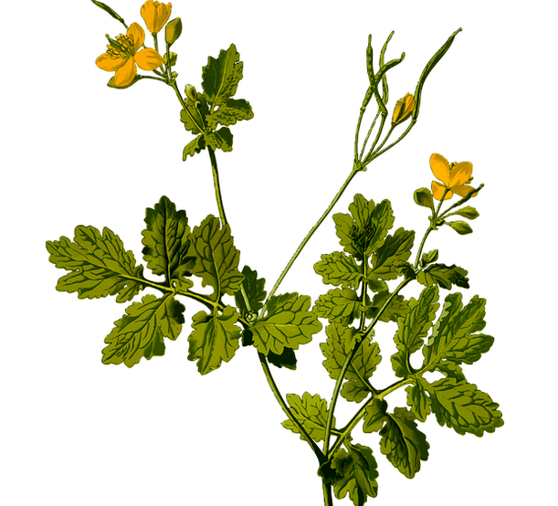 Herbe pour soulager les douleurs testiculaires chez les hommes